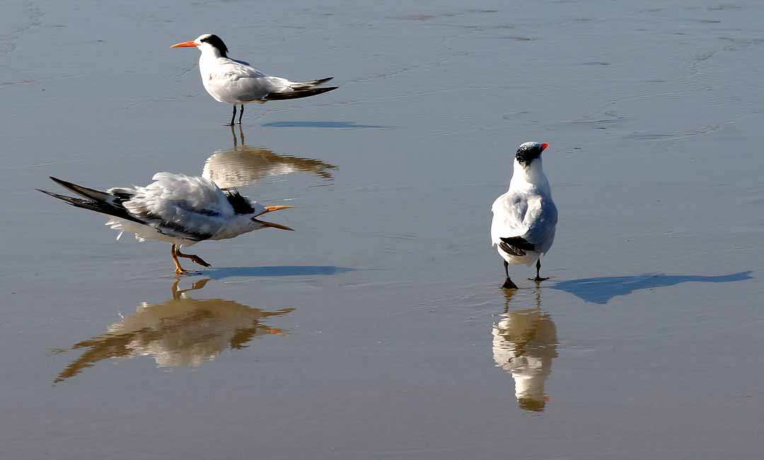 IMG_6655 terns.jpg