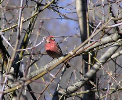 House finch