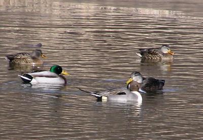 Pintail among ducks.