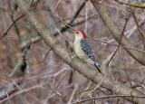 Red-bellied woodpecker