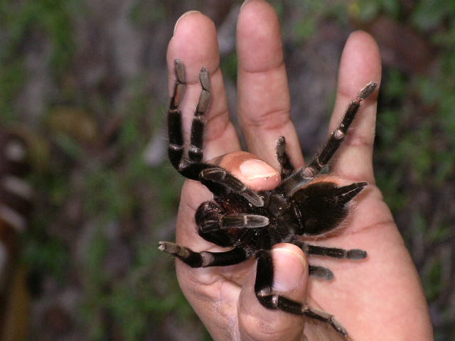 Found Tarantula.JPG