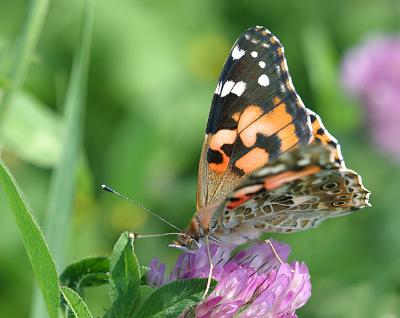 Vanessa cardui <br>Painted Lady <br>Distelvlinder