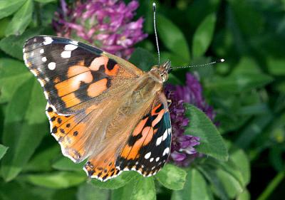 Vanessa cardui Painted Lady Distelvlinder