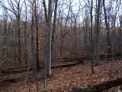 DSCF0011 (Medium).JPG