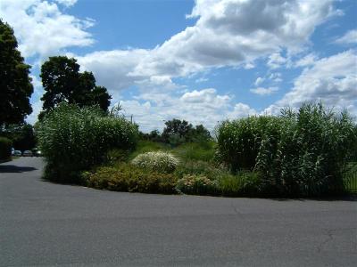 DSCF0046 (Medium).JPG