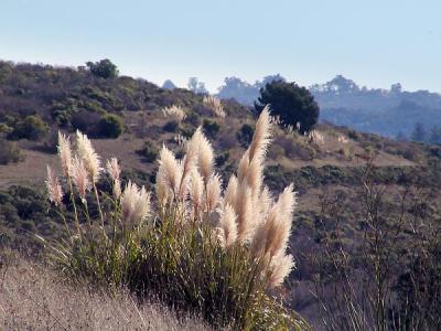 grasses by hj