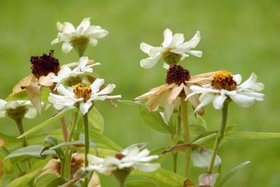 u36/hjew/medium/34537585.zinnias.jpg