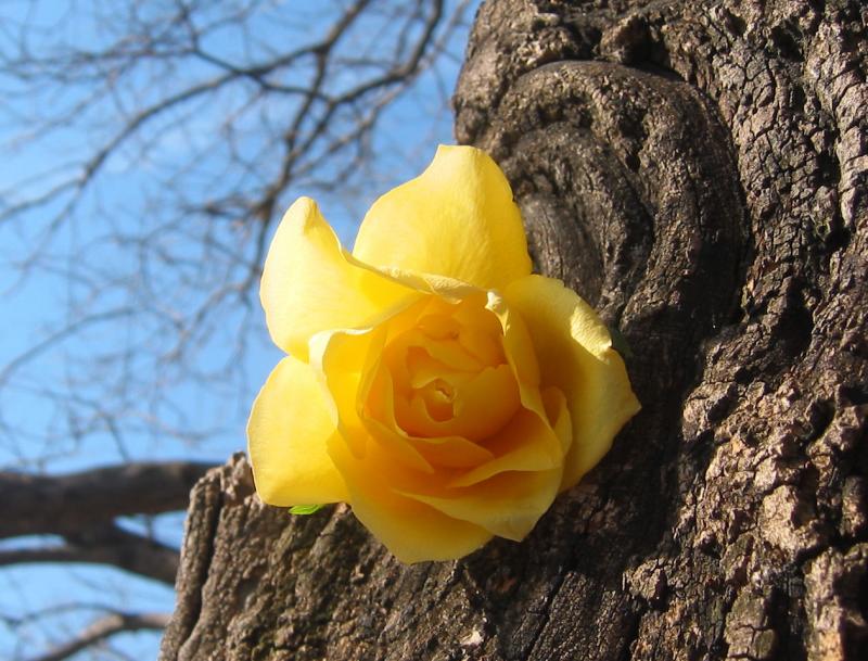 Yellow Rose In a Japanese Pagoda Tree Trunk