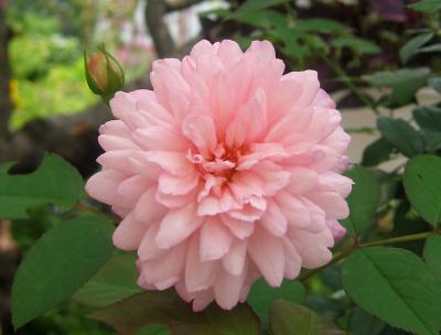 Pink Rose
