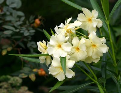 Cream Yellow Oleander LPCG