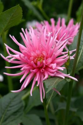 Spiked Coral Dahlia
