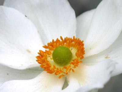 Japanese White Anenome Detail LPCG