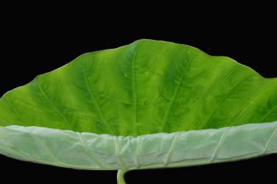 Unfolding Elephant's Ear
