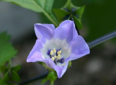 Nicandra or Shoo Fly
