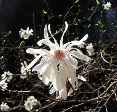 White Magnolia in a Presbyterian Churchyard