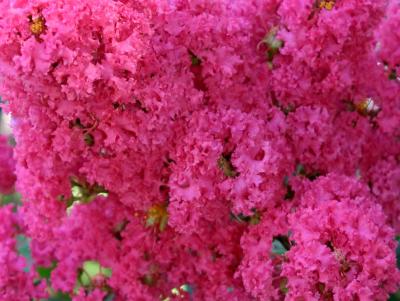 Raspberry Crepe Myrtle 