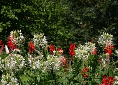 White Cleome & Red Cana WSP