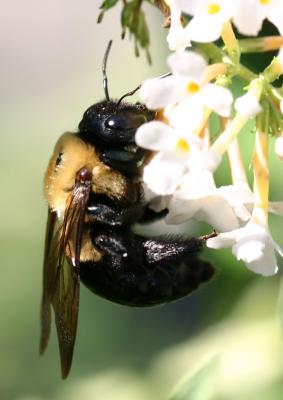 Bee on a Buddleja