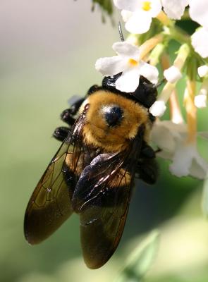 Bee on a Buddleja