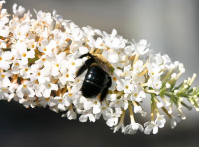 Bee on a Buddleja