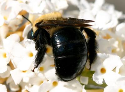 Bee on a Buddleja