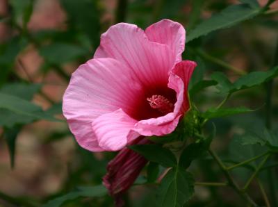 Time Out to Admire a Hibiscus Bush Flower