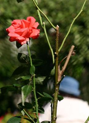 Tropicana Rose
