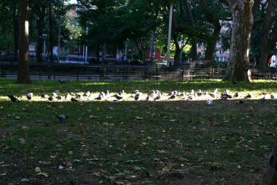 Pigeons Catching Early Morning Sun