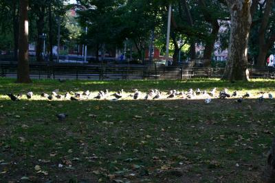 Pigeons Catching Early Morning Sun