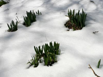 Daffodils in the Snow 505