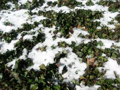 Snow on Ivy WSVG