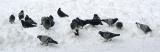 Pigeons Looking for Food in the Snow