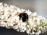 Bee on a Buddleja