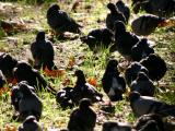 Pigeons Catching Early Morning Sun - Detail