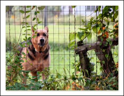 Curious Canine ...