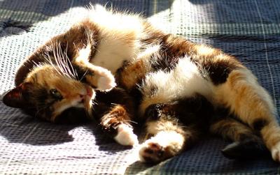 suncat.jpg
