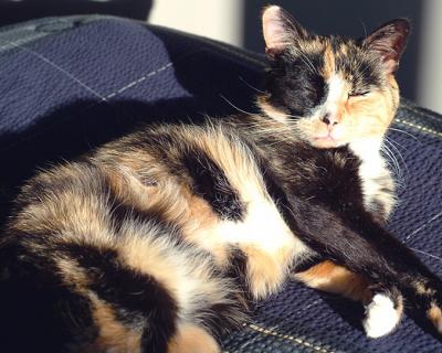 kitties