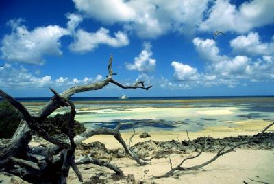 Fantasea 2 of Aldabra beach