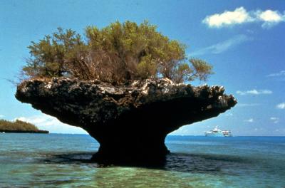 Aldabra mushroom rock