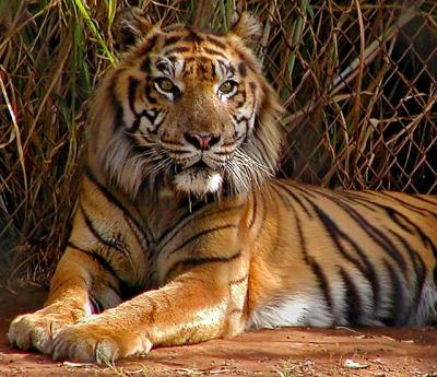 u36/hodad66/medium/23667370.tiger2.jpg