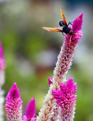 Wasp