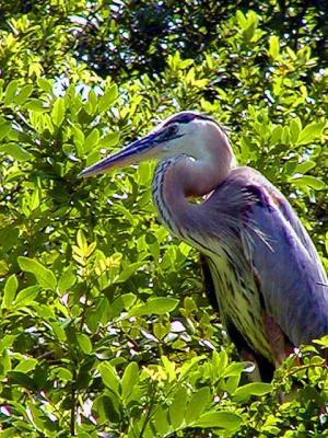 Heron Neighbor