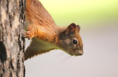 Sciurus-vulgaris.jpg