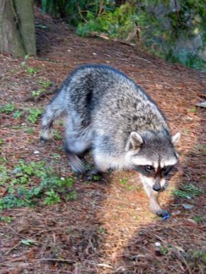 A raccoon Stanley park Vancouver