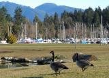 Coal harbour Vancouver