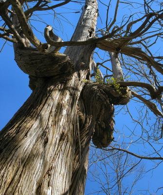 gnarled tree.jpg
