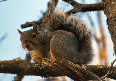 Squirrel3.jpg