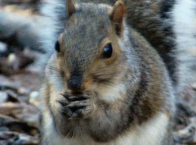Squirrel4.jpg