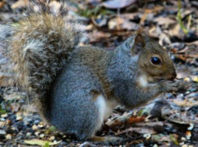 Squirrel5.jpg