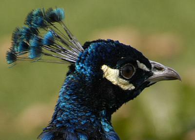 Peacock.jpg
